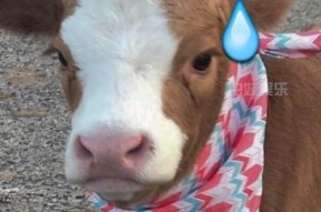 娱乐吃瓜酱猴,揭秘娱乐圈那些不为人知的幕后故事